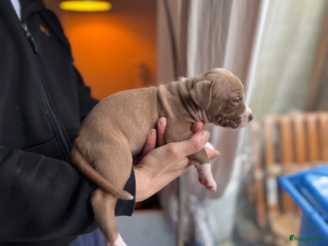 Kruising honden te koop: Pitbull x Amerikaanse Stafford pups - Advertentie 6