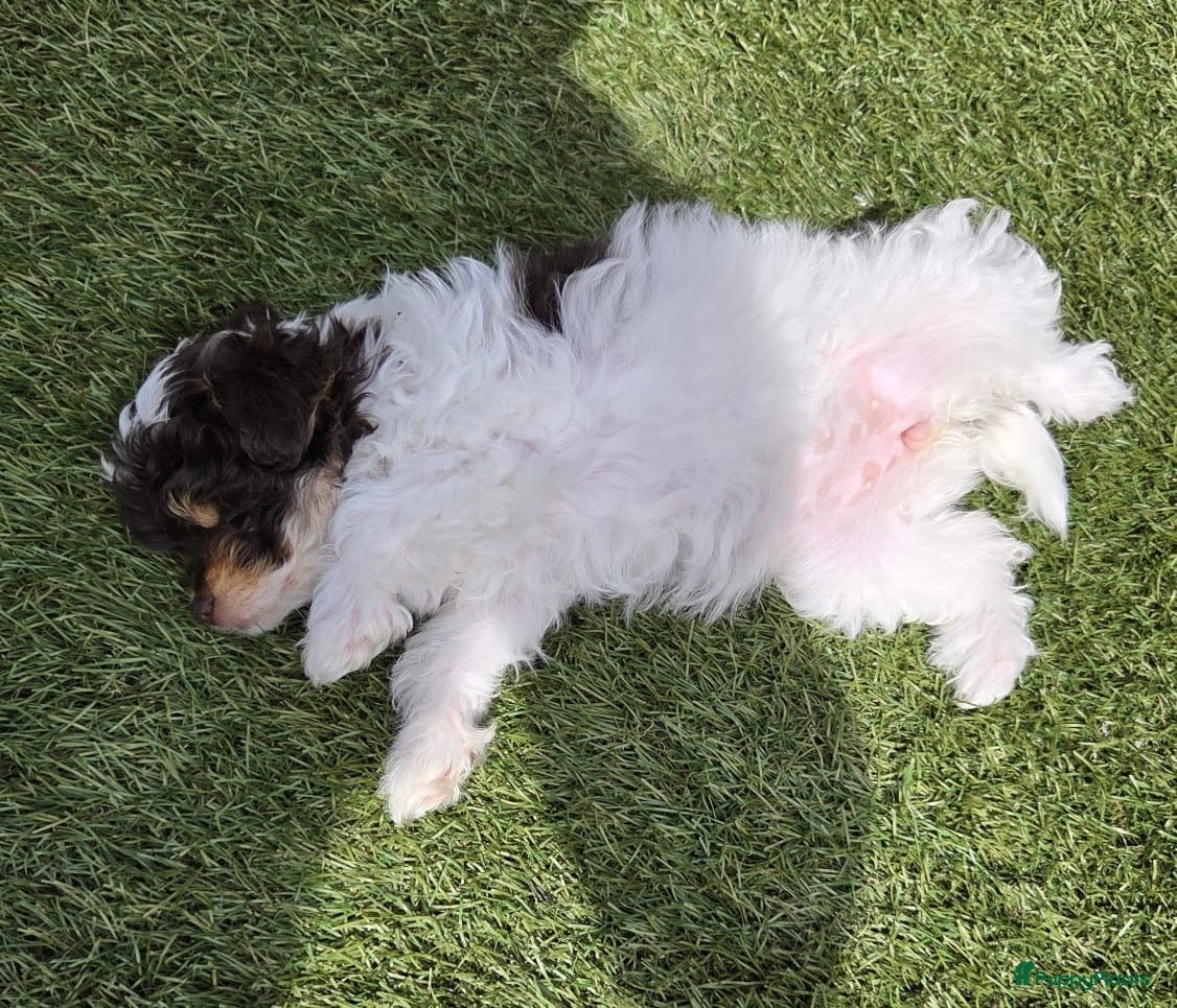 Kruising honden Uniek nestje kleine Pomapoo pups 🥰  - Advertentie 2