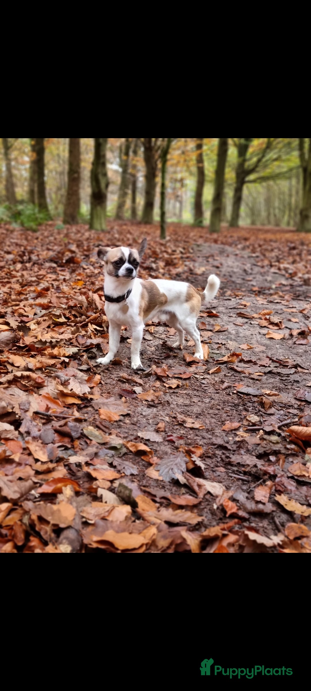 Kruising honden Lieve dekreu  - Advertentie 2