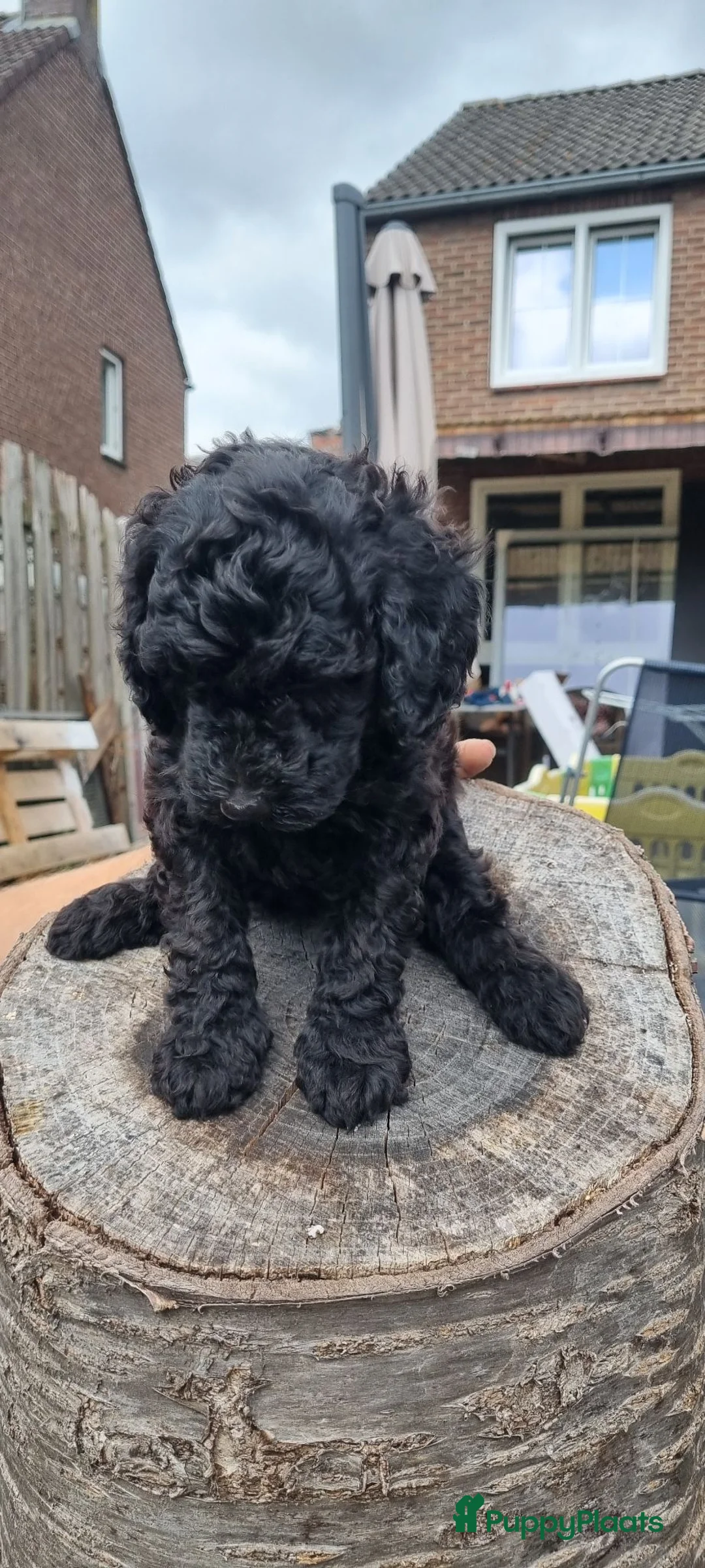 Labradoodle honden te koop: Mooie mini tot medium echt zwart pupjes - Advertentie 1