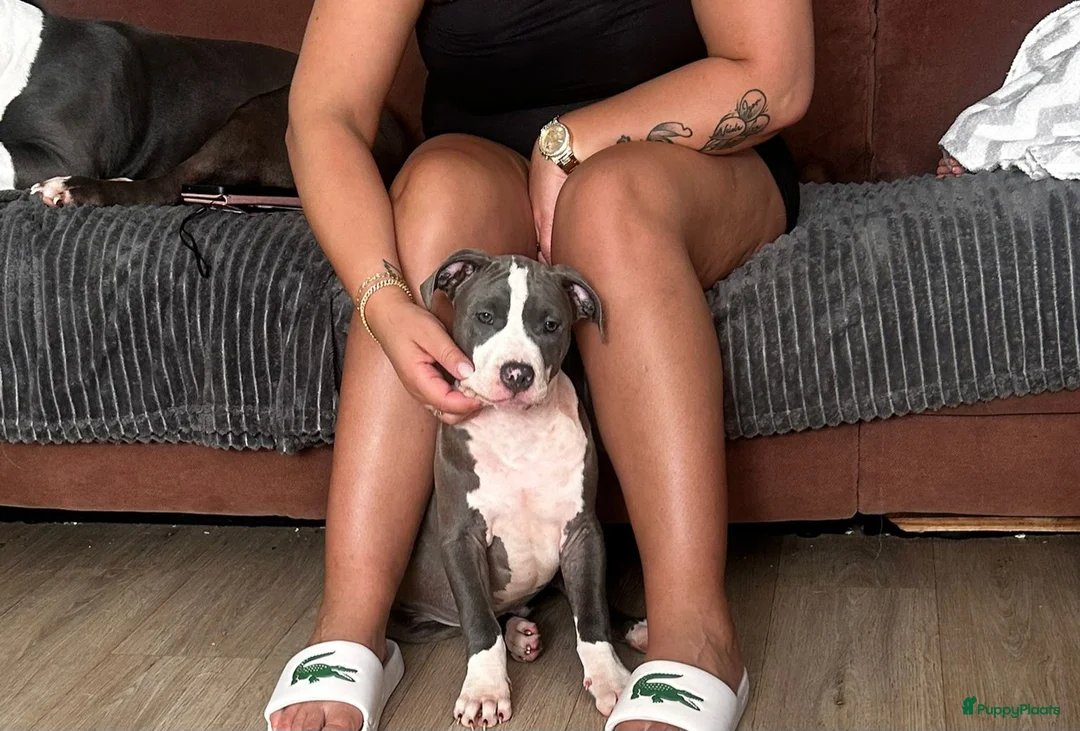 American Staffordshire Terriër honden te koop: American staffordshire terrier pups - Advertentie 15