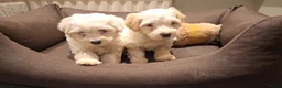 Maltipoo honden te koop: Maltipoo pups. Ouders aanwezig.  - Advertentie 5