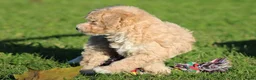 Maltipoo honden te koop: Knappe Maltipoo pups. - Advertentie 19