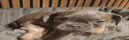 Franse Bulldog honden te koop: Franse bulldog pups blauw blue tan fawn - Advertentie 2