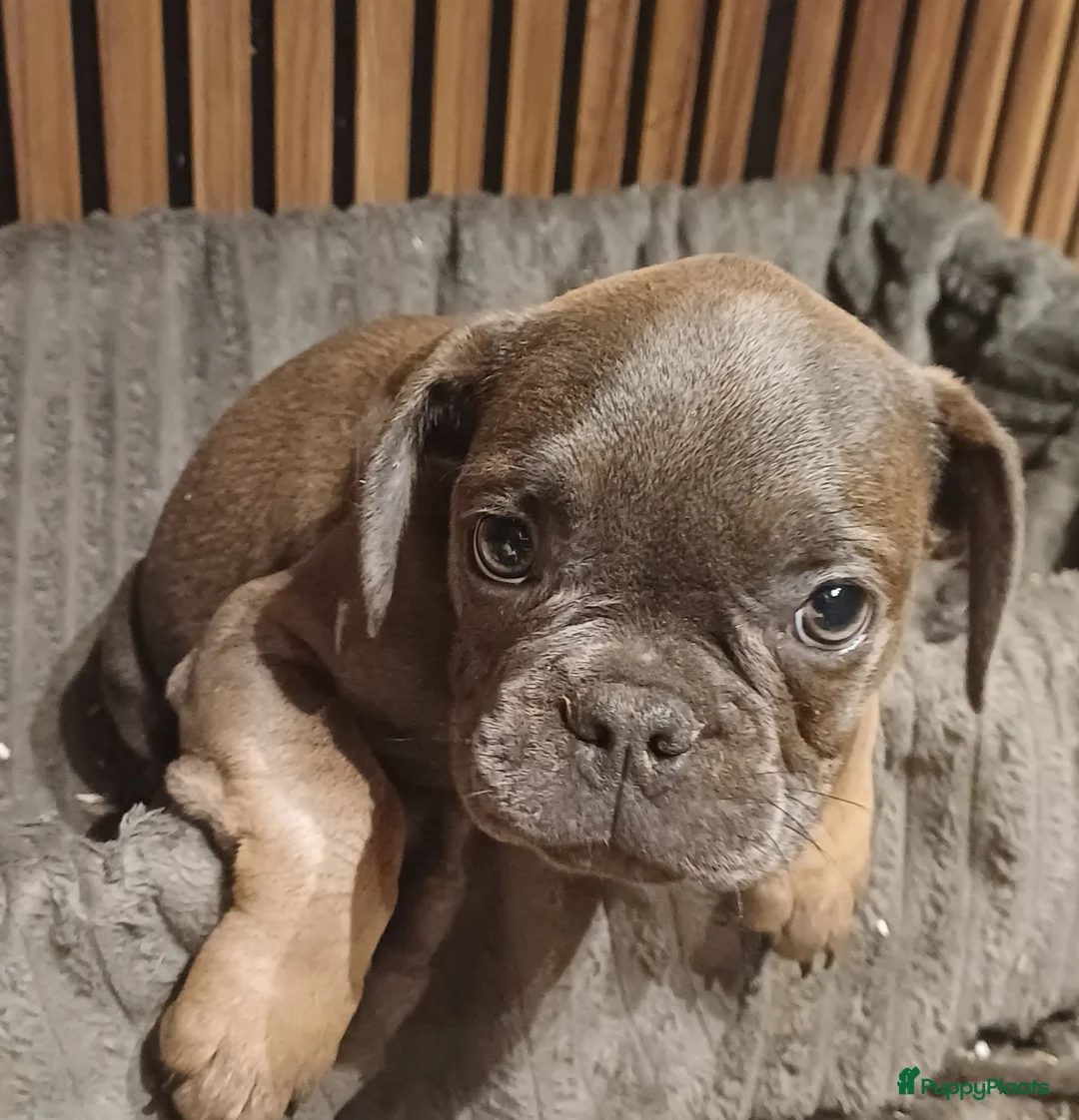 Franse Bulldog honden te koop: Franse bulldog pups blauw blue tan fawn - Advertentie 2