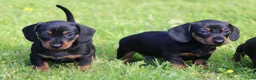 Teckel (korthaar)  honden te koop: Teckel pups - Advertentie 9