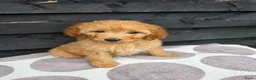 Labradoodle honden te koop: Labradoodle Onwijs mooie Teefjes Beschikbaar  - Advertentie 4