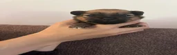 Pomchi honden te koop: Pomchi reutjes - Advertentie 7