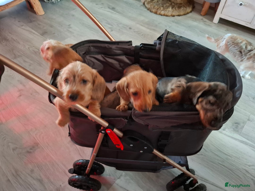 Ruwhaar Teckel honden te koop: Choco bruin teefje - Advertentie 2