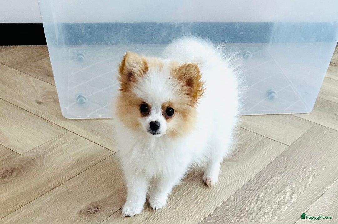 Pomeriaan honden te koop: Mini pomeranian pomeriaan teefje volledig ingeent - Advertentie 12