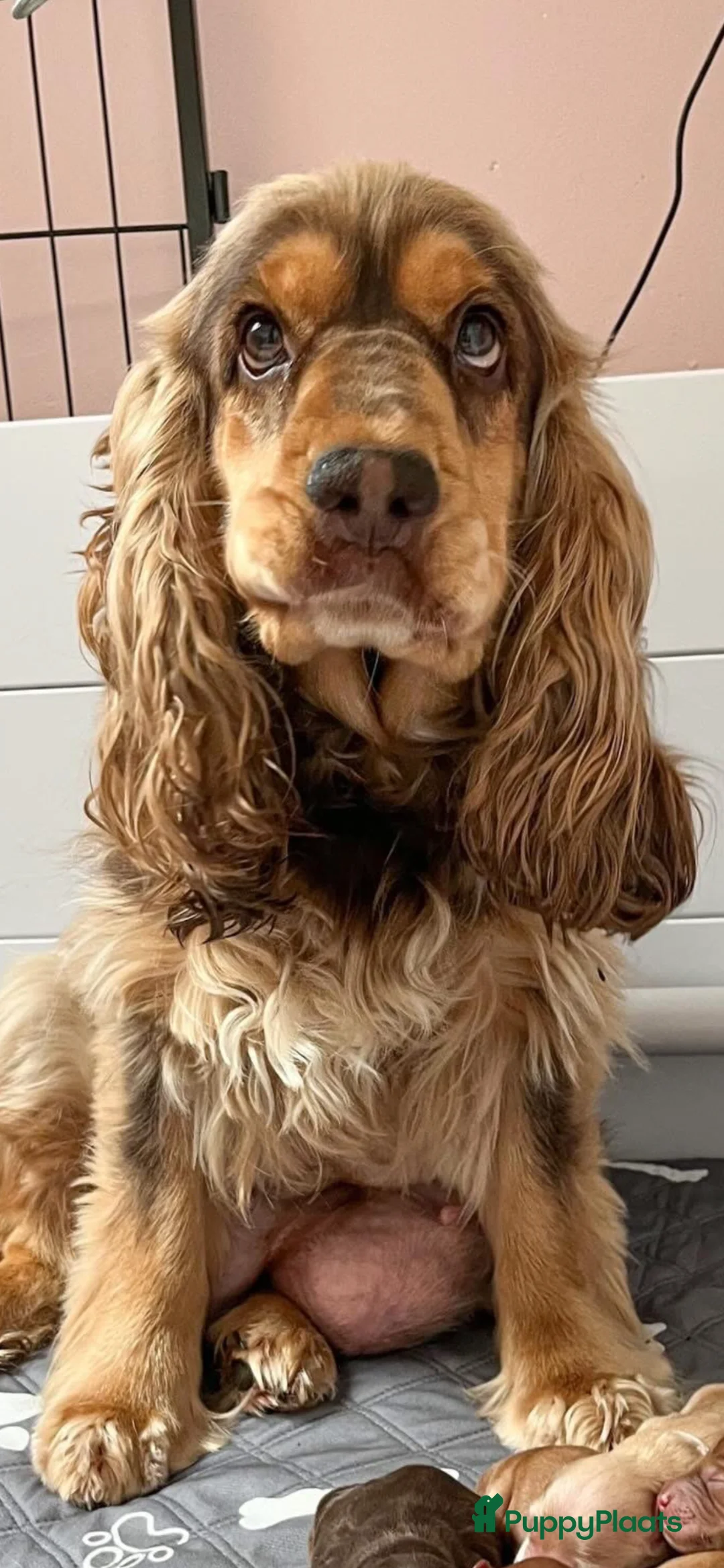 Cockapoo honden te koop: Gastgezin gezocht voor cockapoo reutje  - Advertentie 7