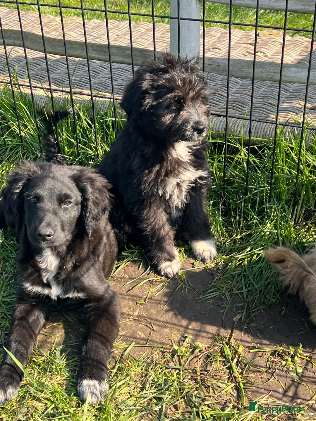 Kruising honden te koop: Super lieve aussidoodle pups  - Advertentie 2
