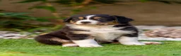 Australian Shepherd honden te koop: Nog 2 Australian Shepherd reutjes beschikbaar - Advertentie 7