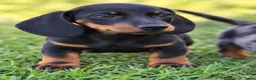 Dwergteckel honden te koop: Prachtige dwergteckel pups  - Advertentie 3