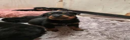 Rottweiler honden te koop: Prachtig mooie Rotweiler pups te koop! - Advertentie 9
