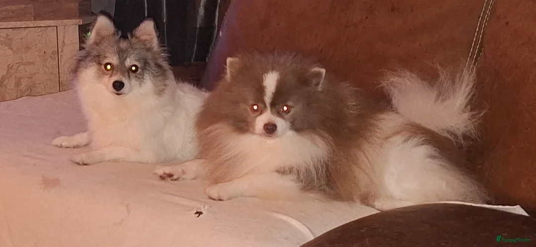 Pomeriaan honden te koop: Lilac met wit pomeriaan pups 12 weken. - Advertentie 5