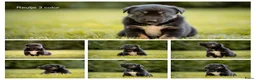 Kruising honden te koop: Huskador pupjes (labrador x Husky) - Advertentie 23