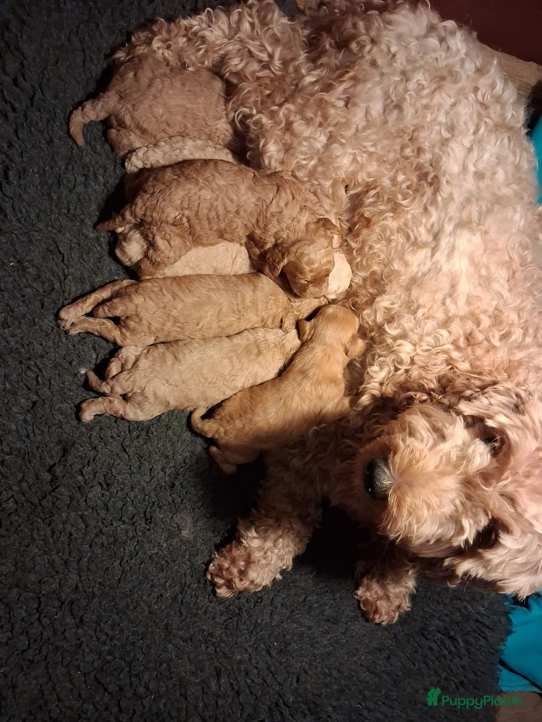 Australian Labradoodle honden te koop: Prachtige australian labradoodle puppy's  - Advertentie 1