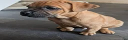 Kruising honden te koop: Lieve gesocialiseerd pups zoeken 4 ever home - Advertentie 10