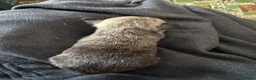 Chihuahua honden te koop: Korthaar chihuahuapups - Advertentie 17