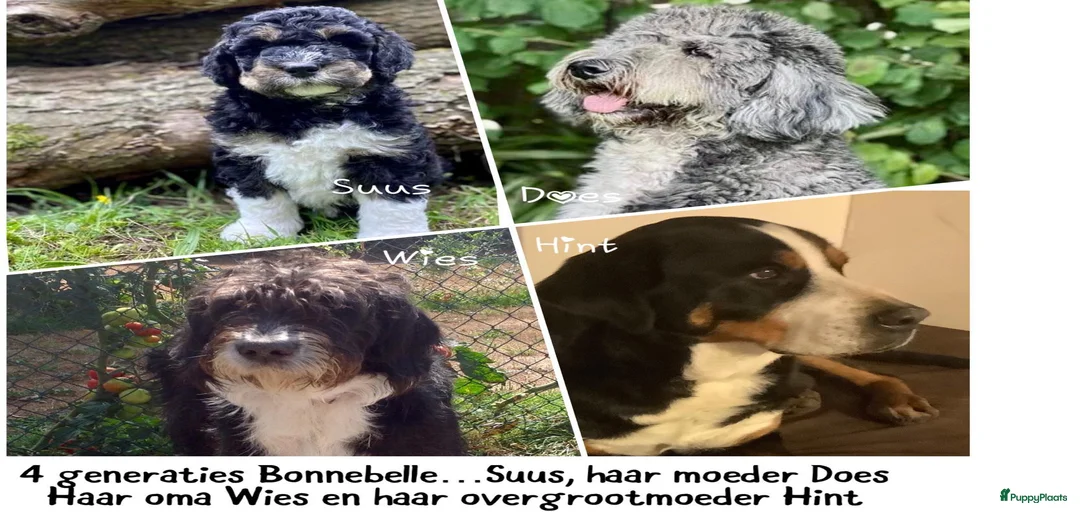 Galerij afbeelding {{count}}