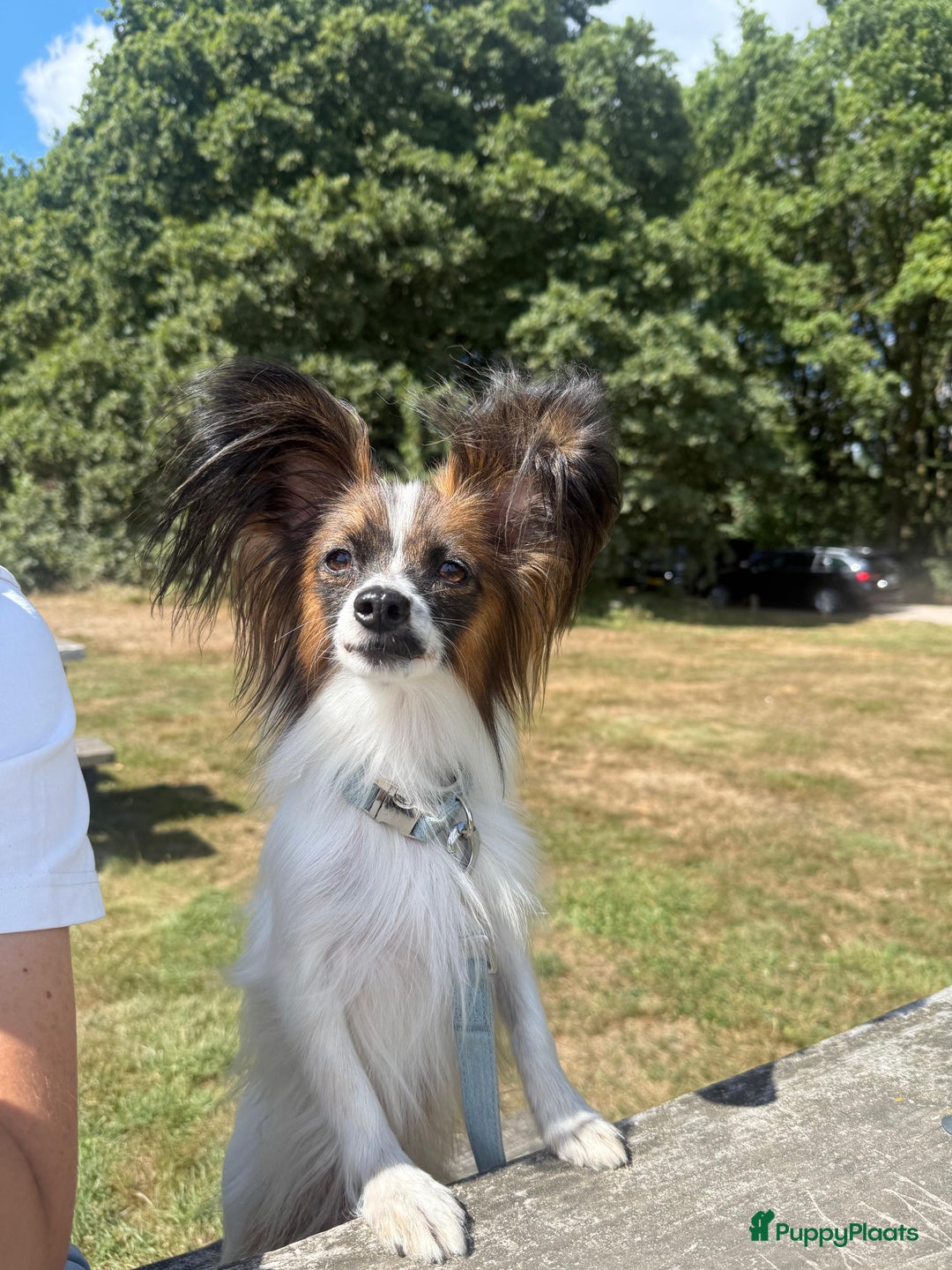 Vlinderhondje honden te koop: Mooie wit/sable Pappilon pup - Advertentie 7