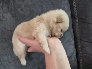 Pomeriaan honden Pomeriaan teefje ❤️ - Advertentie 17