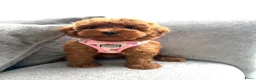 Maltipoo honden te koop: Prachtige maltipoo pups , speels, gezond  - Advertentie 8
