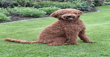 Kruising honden 🐾 Nova Scotia x Labradoodle puppy’s te koop! 🐾 - Advertentie 2