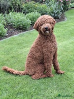 Kruising honden 🐾 Nova Scotia x Labradoodle puppy’s te koop! 🐾 - Advertentie 2