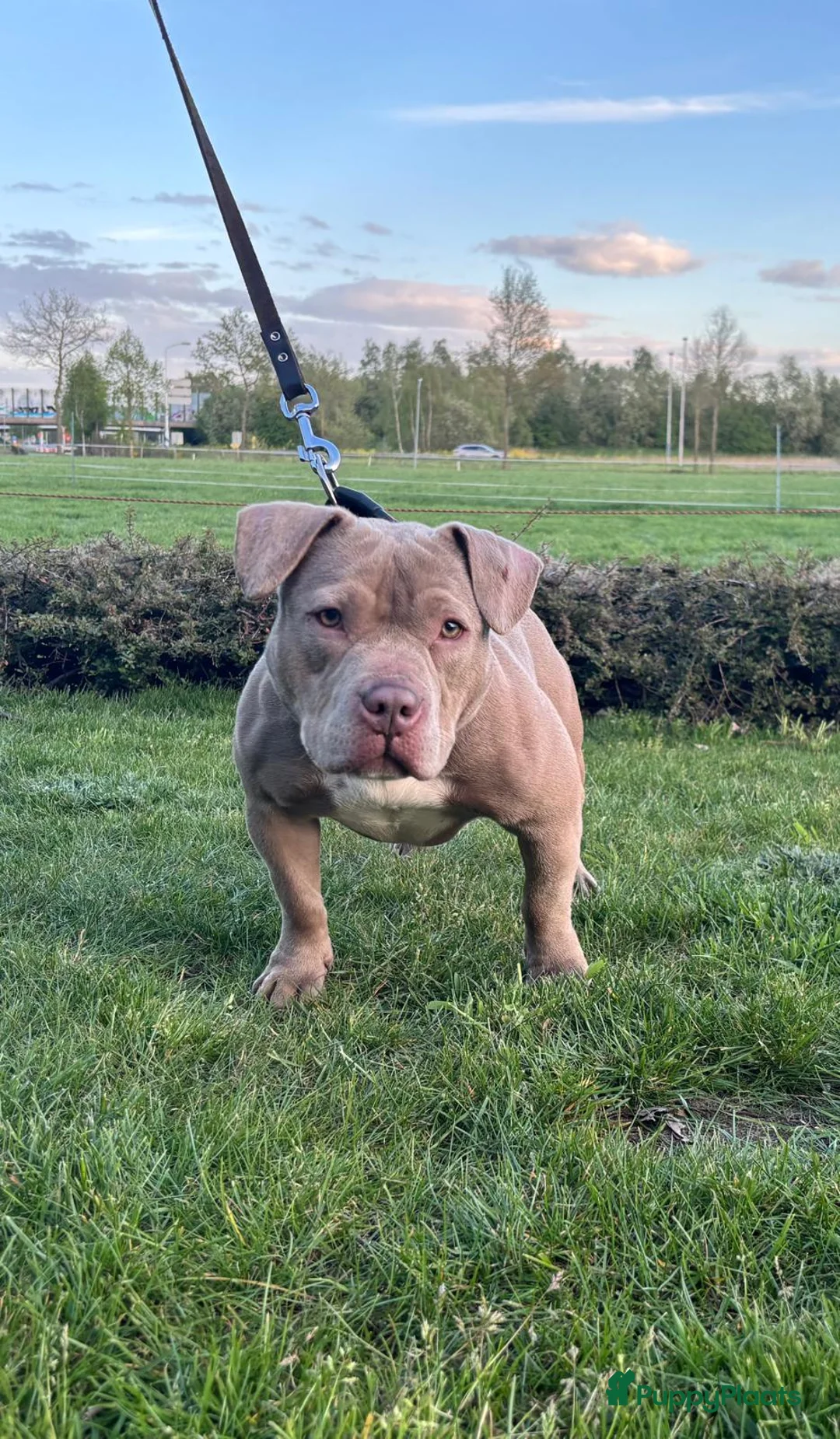 Amerikaanse Bully honden te koop: Herplaatsingsadres gezocht voor 10 mnd teefje - Advertentie 1