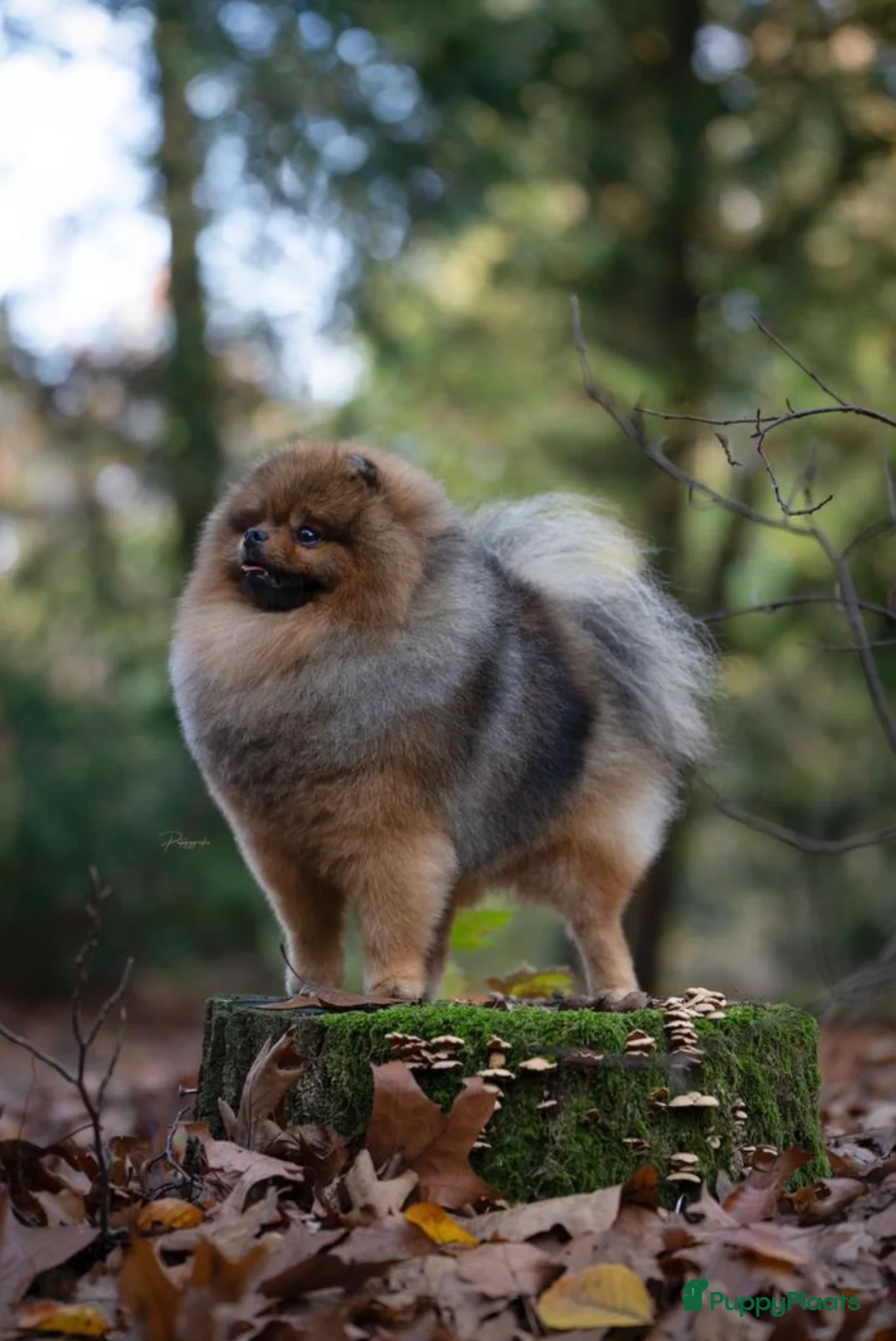 Pomeriaan honden te koop:  Pommeraan reu 🌸🐾 - Advertentie 7