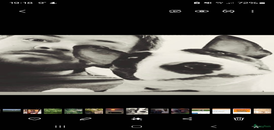 Galerij afbeelding {{count}}