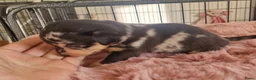 Jack Russel Terriër honden te koop: Mini merle jackrussels in Zwartewaal - Advertentie 15