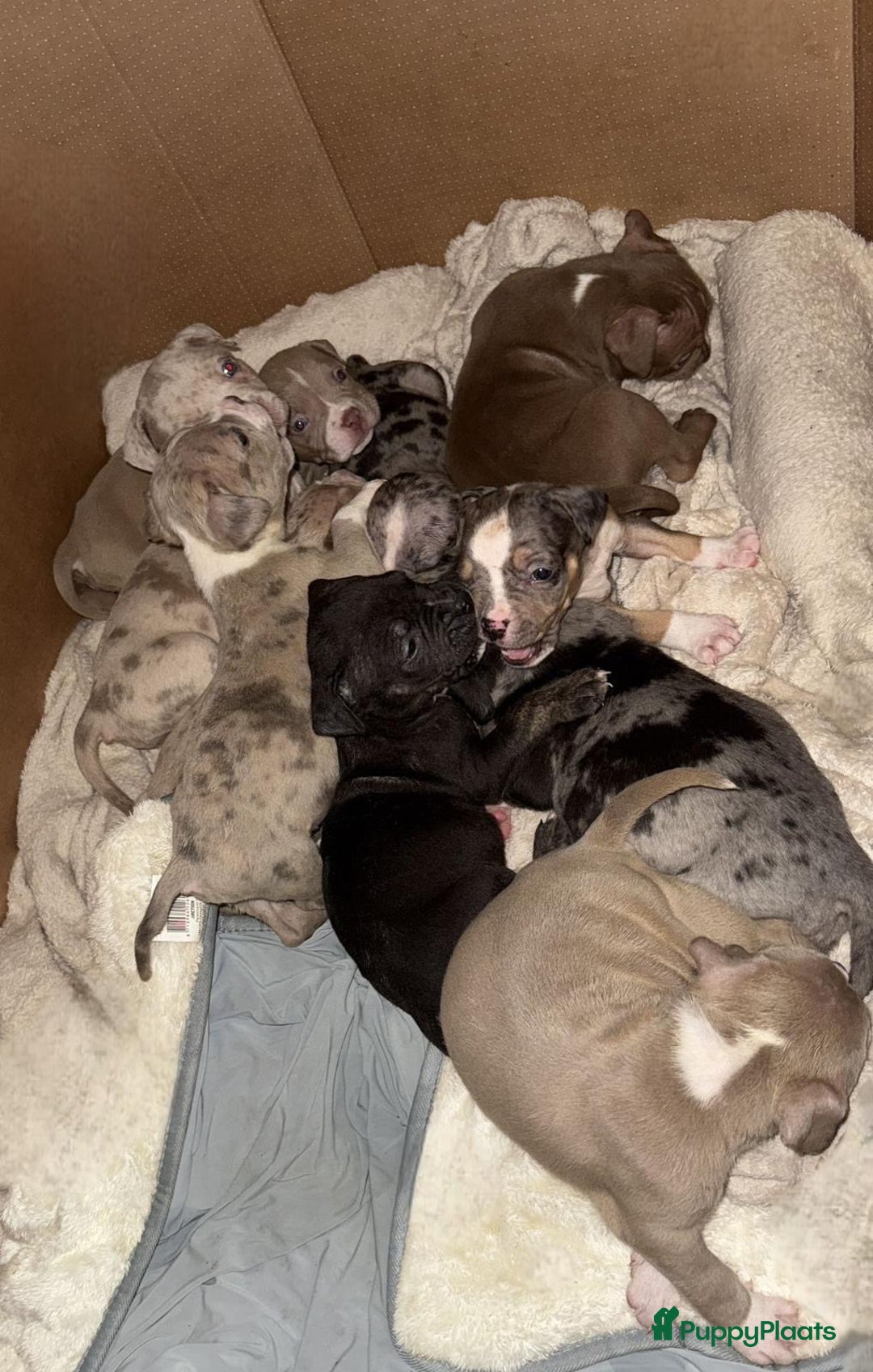 Amerikaanse Bully honden te koop: Amerikaanse bully xl  - Advertentie 2