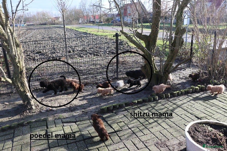 Kruising honden maltipoo/shihpoo pups beschikbaar - Advertentie 2