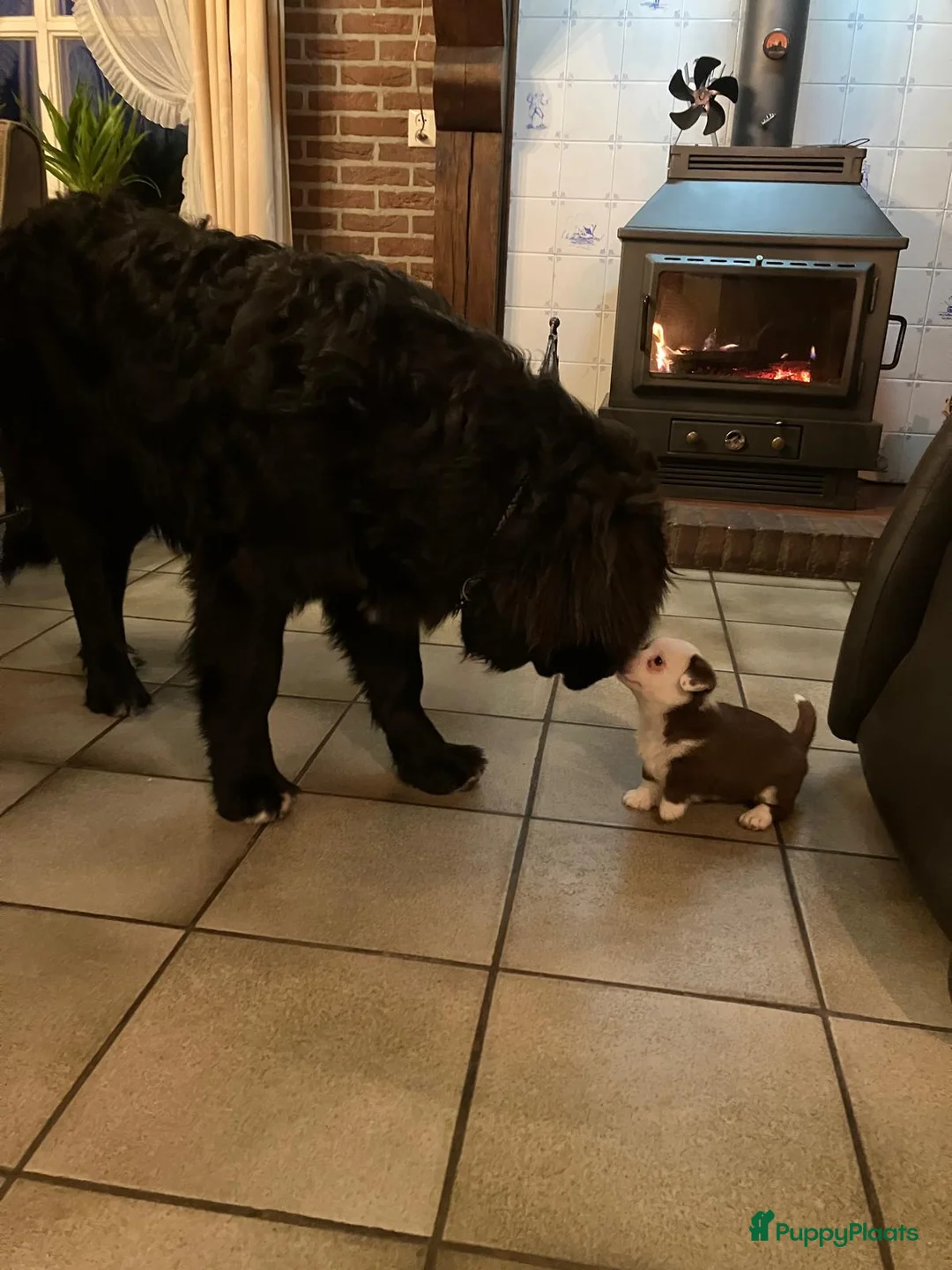 Welsh Corgi Cardigan honden te koop: Welsh Corgi Cardigan pups te koop - Advertentie 2