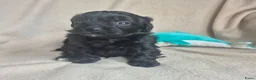 Kruising honden te koop: Lieve mini boompoo  - Advertentie 15