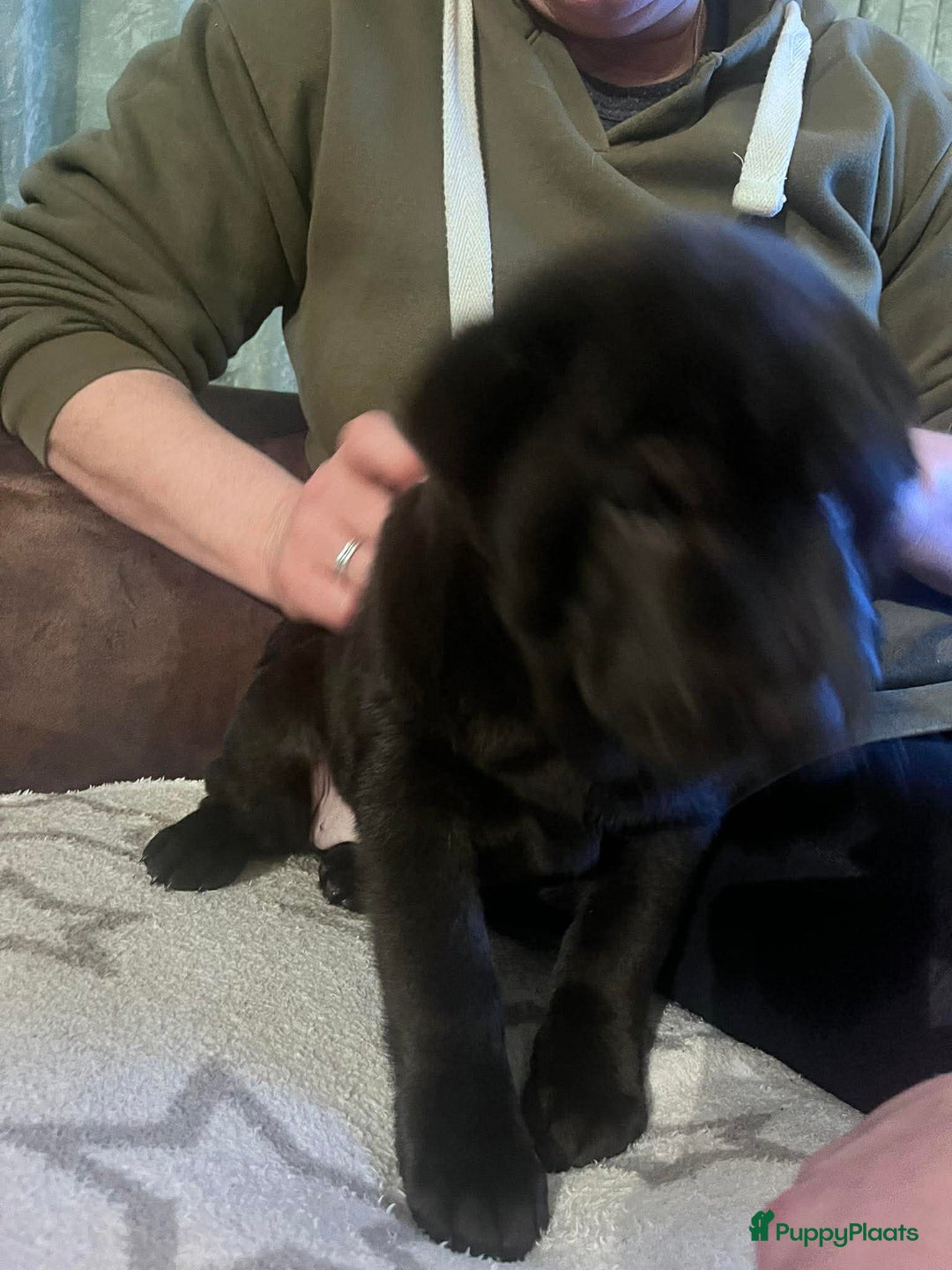 Shar Pei honden te koop: Sharpei - Advertentie 11