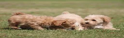 Maltipoo honden te koop: Knappe Maltipoo pups. - Advertentie 2