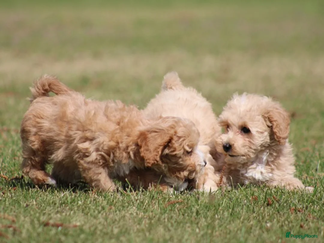 Maltipoo honden te koop: Knappe Maltipoo pups. - Advertentie 2