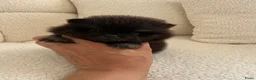 Pomeriaan honden te koop: Pomeranian pomeriaan pups  - Advertentie 11