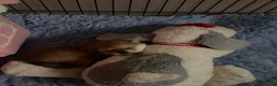 Shiba honden te koop: Mooie Shiba puppy’s zoeken een liefdevol thuis  - Advertentie 21