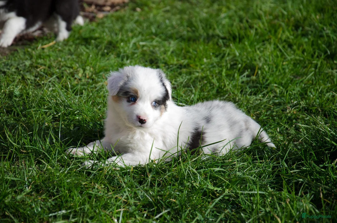 Border Collie honden te koop: Border collie puppies geboren op boerderij (BE) - Advertentie 13