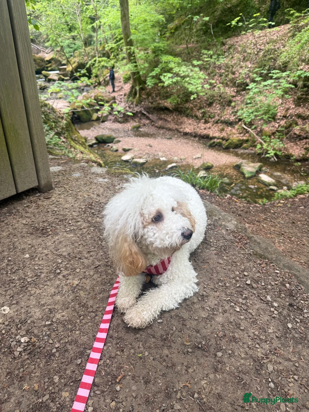 Labradoodle honden te koop: Labradoodle puppy’s verwacht - Advertentie 2