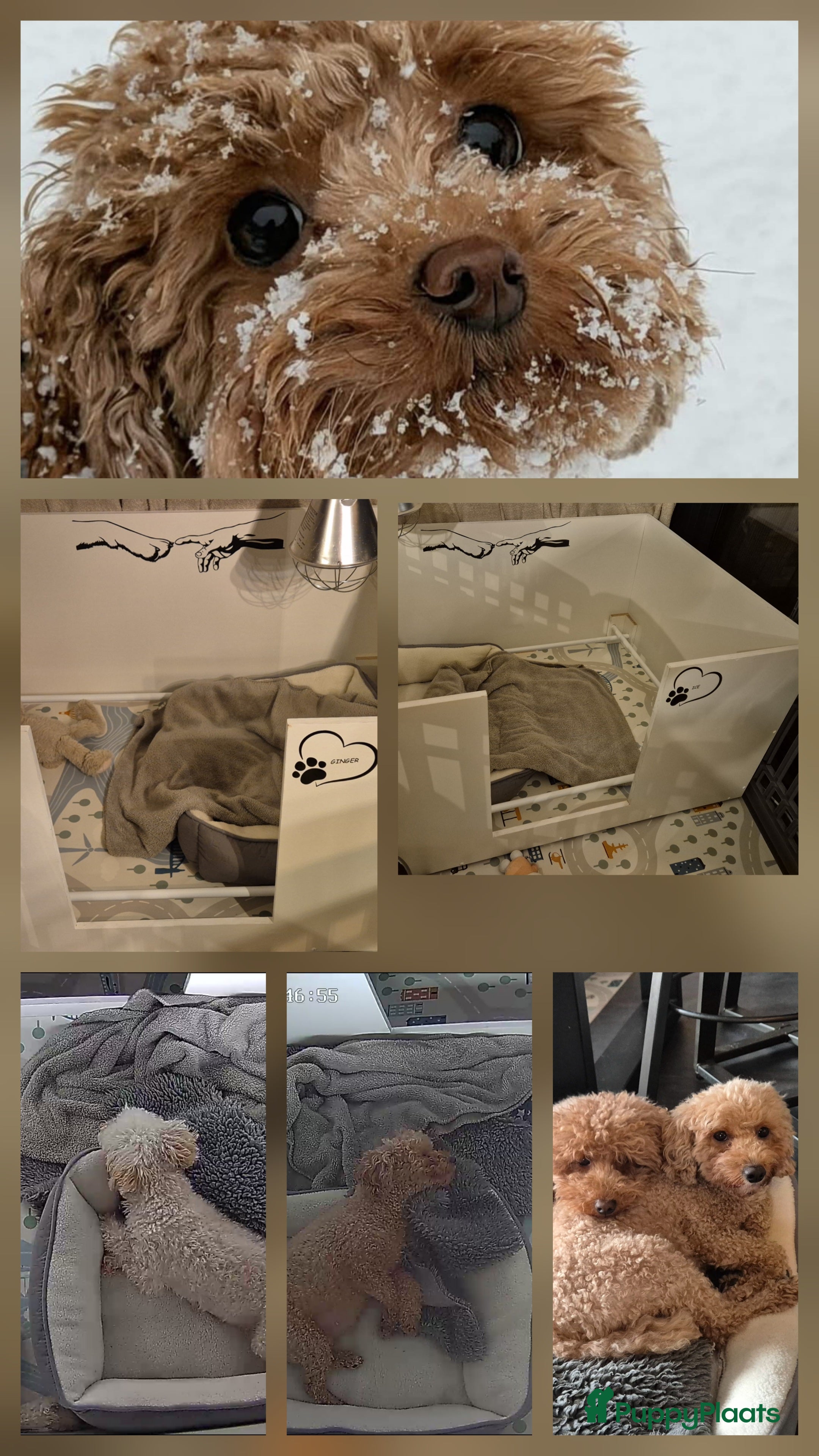 Poedel Toy honden Toy poedels verwacht - Advertentie 1