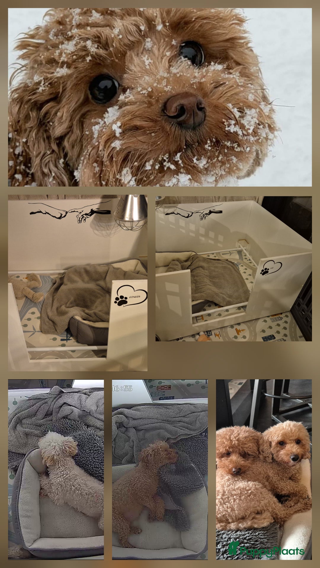 Poedel Toy honden te koop: Toy poedels verwacht - Advertentie 1