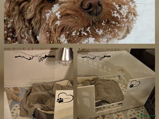 Poedel Toy honden Toy poedels verwacht - Advertentie 2