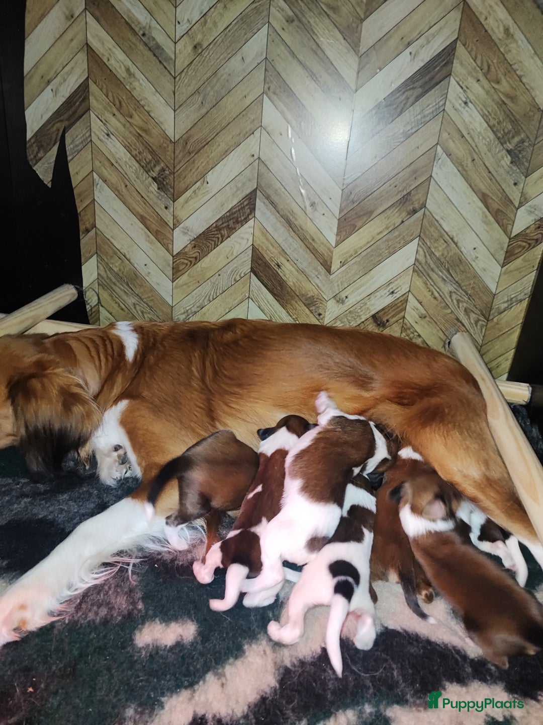 Kooikerhondje honden te koop: 8 week oude kooikerpups op zoek naar warm thuis. - Advertentie 23