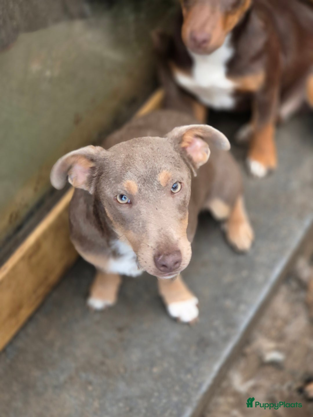 Jack Russel Terriër honden te koop: Jack russel mannetjes - Advertentie 1